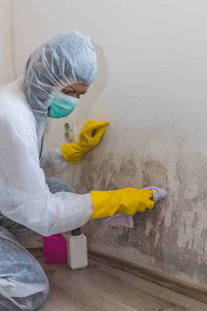 Best Attic Mold Removal  in Greenville, MI
