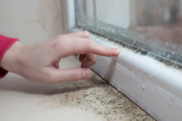 Biohazard Mold Removal in Greenville, MI