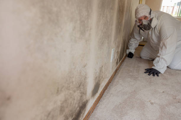 Best Air Quality Testing for Mold Spores  in Greenville, MI